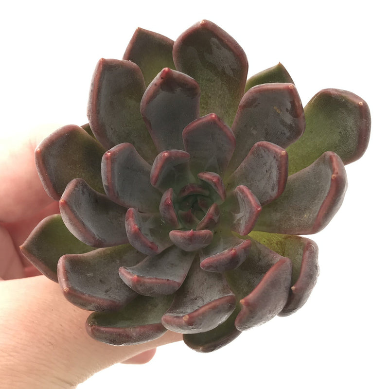 Echeveria Agavoides 'Magic Plot' 2" Rare Succulent Plant