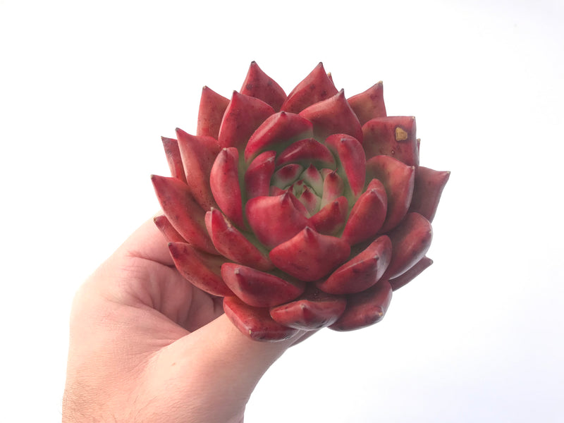 Echeveria Agavoides 'Frank Reinelt' Superclone 4" Succulent Plant