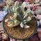 Cotyledon 'Orbiculata' Variegated 5" Cluster Succulent Plant