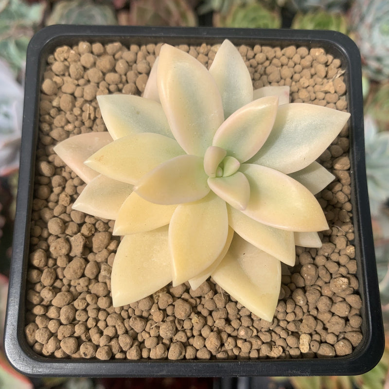 Graptopetalum 'Paraguayensis Awayuki' Highly Variegated 2" Succulent Plant