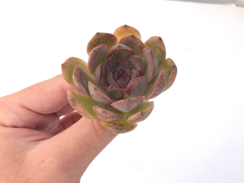 Echeveria Agavoides 'Mirinae' 2" Succulent Plant