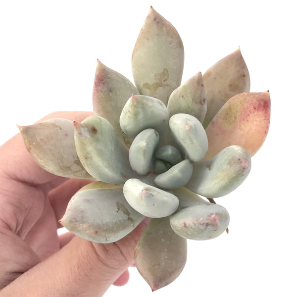 Echeveria 'Snow Queen' 2" Powdery Succulent Plant