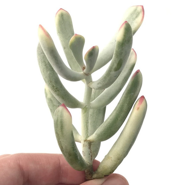 Cotyledon 'Orbiculata' Variegated Thin Leaf 2"-3" Succulent Plant