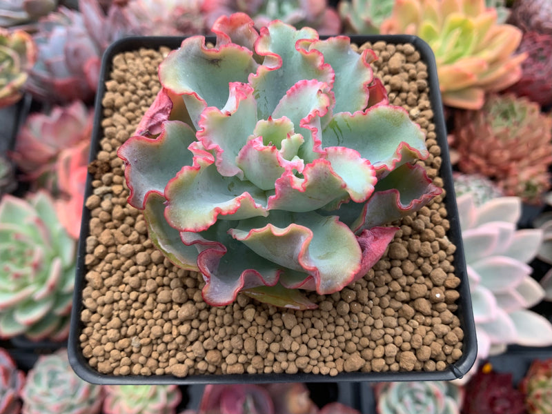 Echeveria 'Aquarius' 3" Succulent Plant