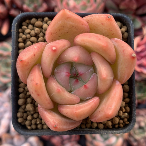 Echeveria Agavoides 'Shallot' 1" Succulent Plant