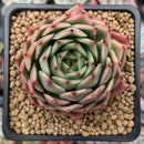 Echeveria sp. 2" Succulent Plant