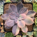 Quetzalcoatlia 'Pentandra Superba' Variegated 3" Succulent Plant (Formerly Graptopetalum 'Pentandrum Superbum' Variegated)