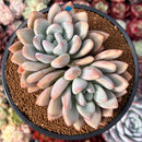 Graptoveria 'Opalina' Cluster 4" Succulent Plant