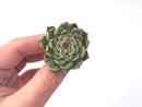 Echeveria 'Sarahime' 1" Small Succulent Plant