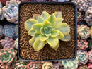 Graptoveria 'Harry Watson' Variegated 2"-3" Succulent Plant