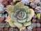 Echeveria 'Slimeball' 5" Large Succulent Plant