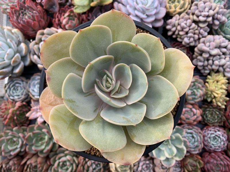 Echeveria 'Slimeball' 5" Large Succulent Plant