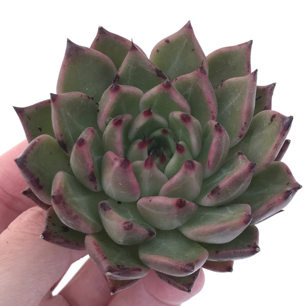 Echeveria Agavoides 'Sarabony' 4" Succulent Plant