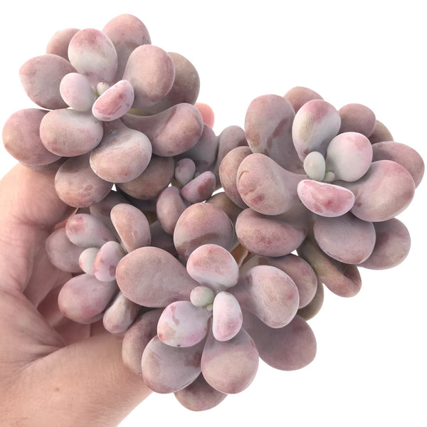 Graptopetalum 'Amethystinum' Cluster 5" Chunky Succulent Plant