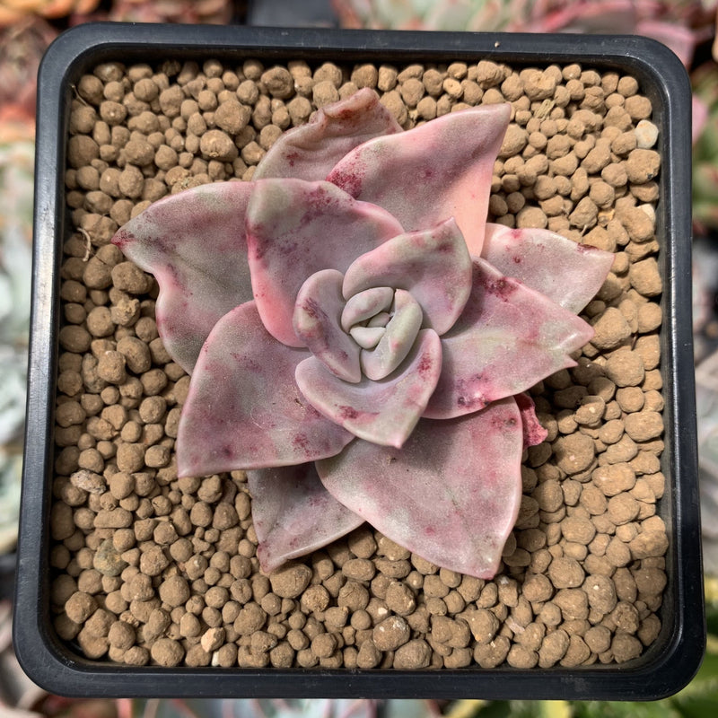 Graptopetalum 'Bainesii' Variegated 2" Succulent Plant