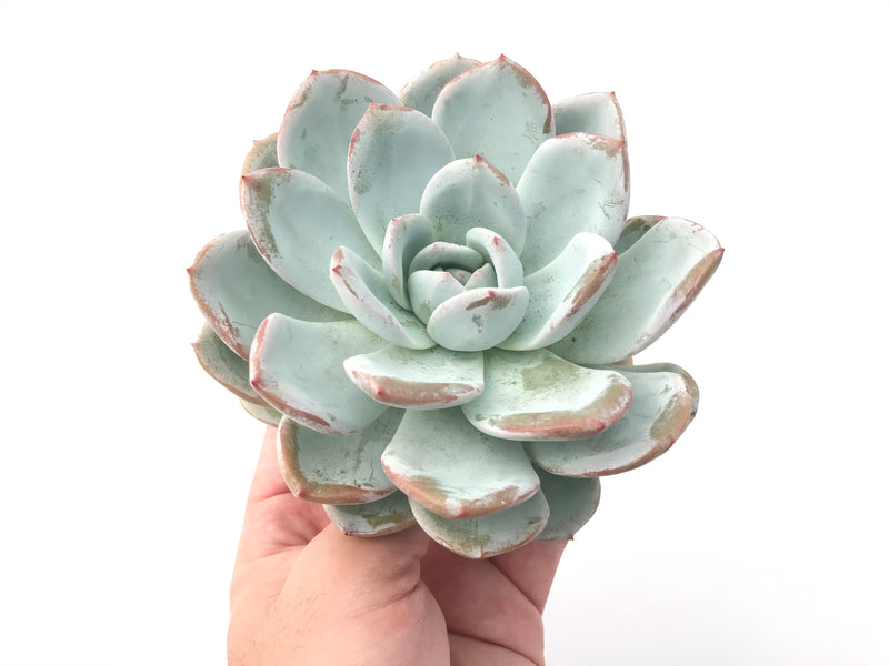 Echeveria 'Ivory' Extra Large 6" Powdery Succulent Plant