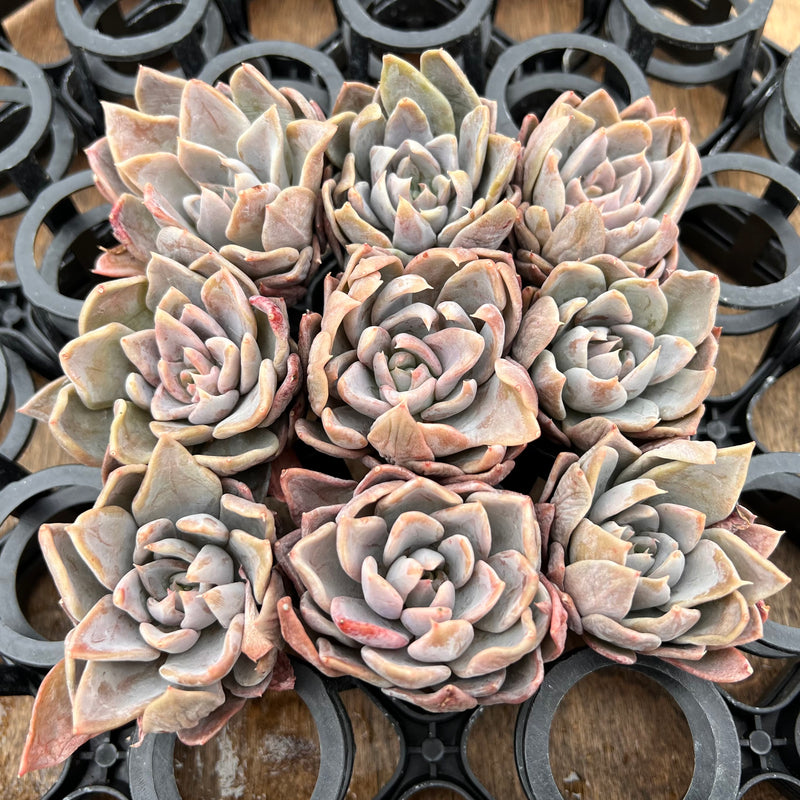 Echeveria 'Affinis Grey' 2" *Set of 9* Succulent Plants