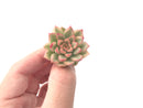 Echeveria 'Mebina' Variegated 1" Small Rare Succulent Plant