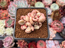 Echeveria 'Avant-garde' 1"-2" Succulent Plant