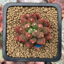 Pachyphytum Compactum 'Pink Glaucum' 2" Succulent Plant