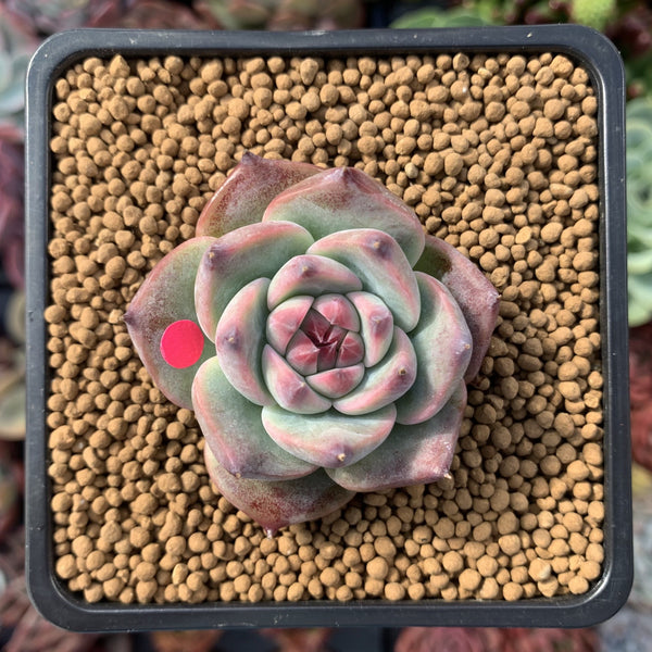 Echeveria 'Momotarou' 1"-2" Succulent Plant