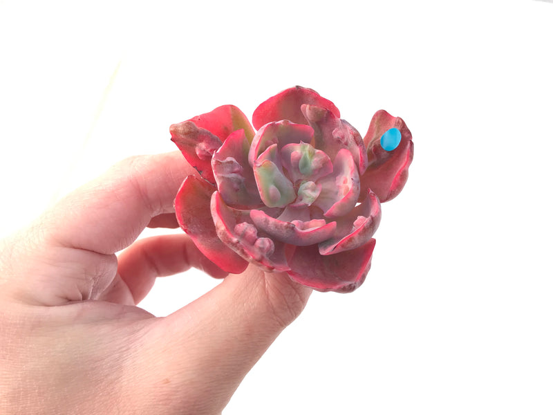 Echeveria 'Beyonce' Hearts Delight Variegated 3" Rare Succulent Plant