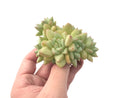 Echeveria 'J.C. Van Keppel' 4" Large Cluster Succulent Plant