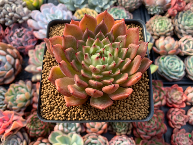 Echeveria Agavoides 'Black Tip' 3"-4" Succulent Plant