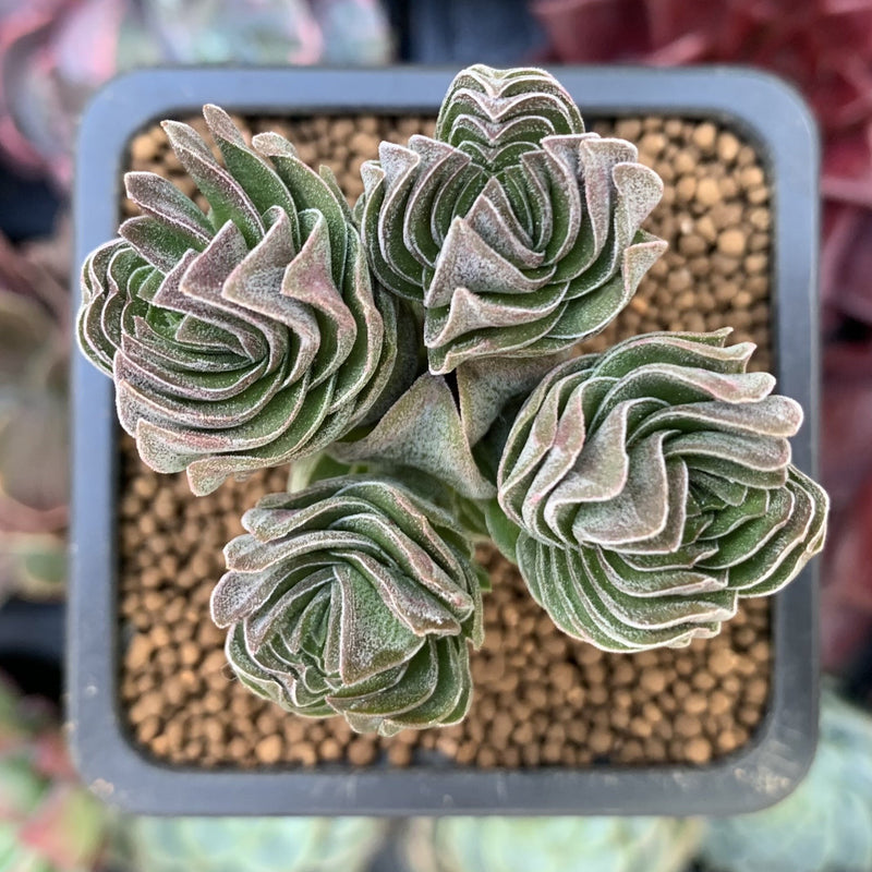 Crassula 'Buddha's Temple' 1"-2" Succulent Plant