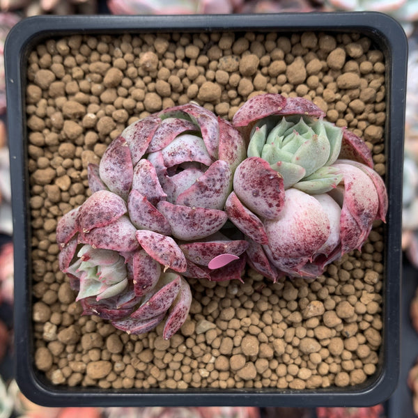 Echeveria 'Segridpeach' 3" Succulent Plant