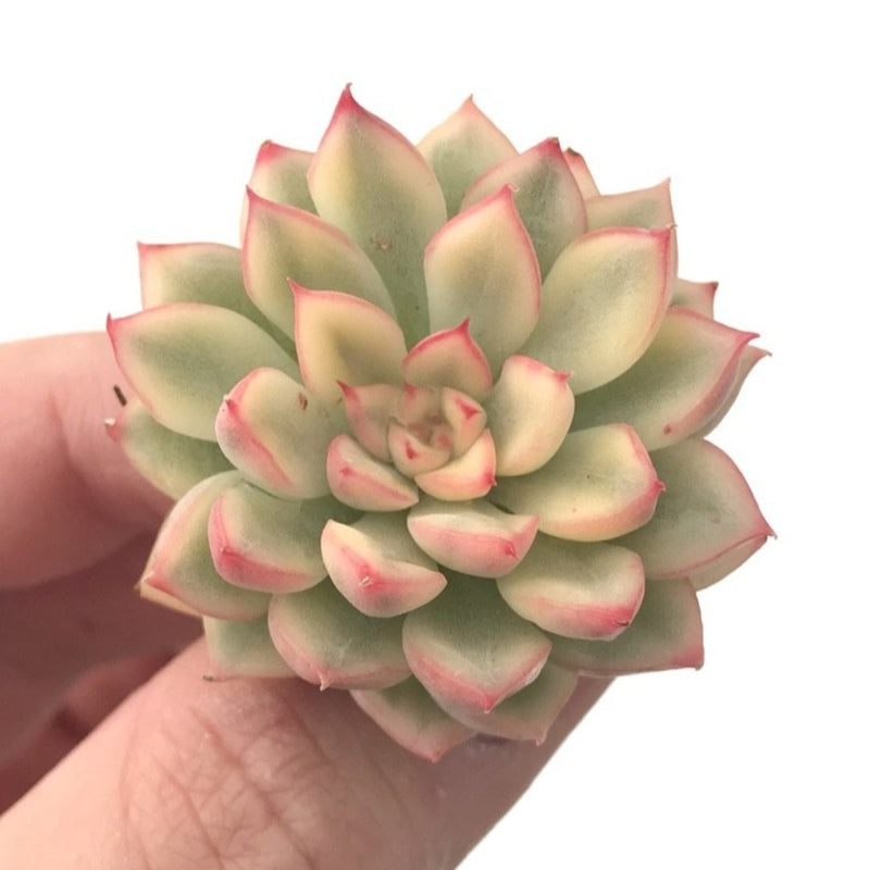 Echeveria 'Mebina' Variegated 1" Small Rare Succulent Plant