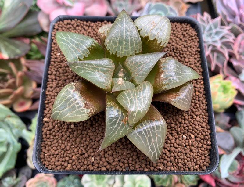 Haworthia Comptoniana 'Ryumun' 3" Succulent Plant