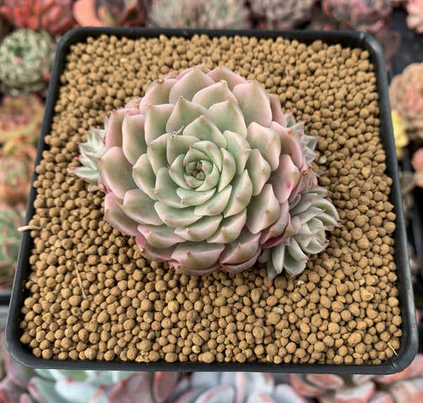 Echeveria 'Margaret' Variegated 3" Cluster Succulent Plant