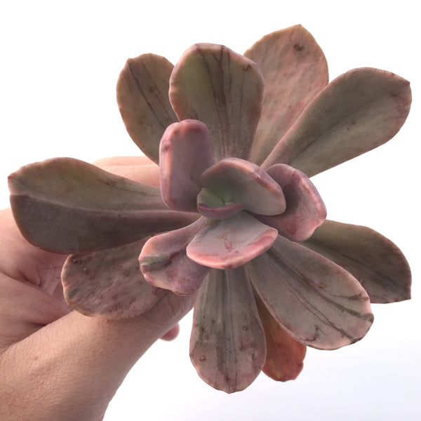 Echeveria 'Pampoteus' Variegated 3" (Not Jocelyn's Joy Variegated) Rare Succulent Plant