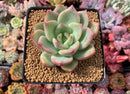 Echeveria Agavoides 'Shallot' 3" Succulent Plant