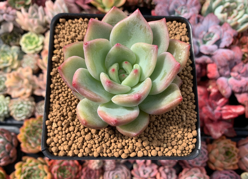 Echeveria Agavoides 'Shallot' 3" Succulent Plant