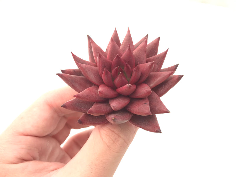 Echeveria Agavoides 'Sirus' 2" Succulent Plant