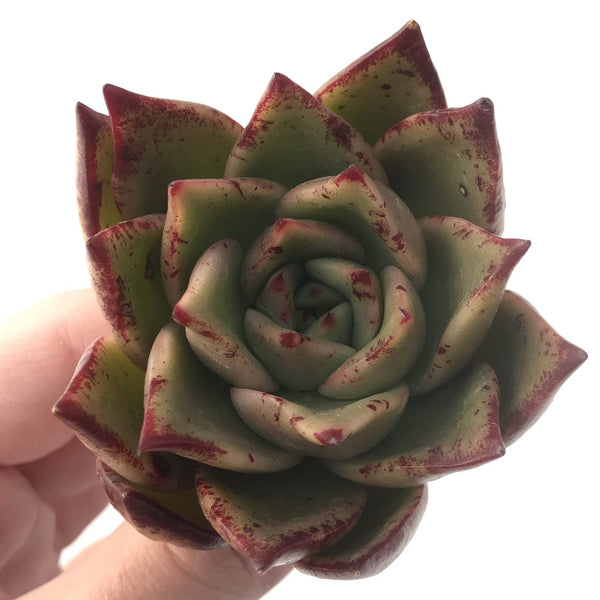 Echeveria Agavoides 'Padma' 4" Succulent Plant