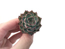 Echeveria Agavoides 'Red Bingo' New Hybrid 1"-2" Succulent Plant