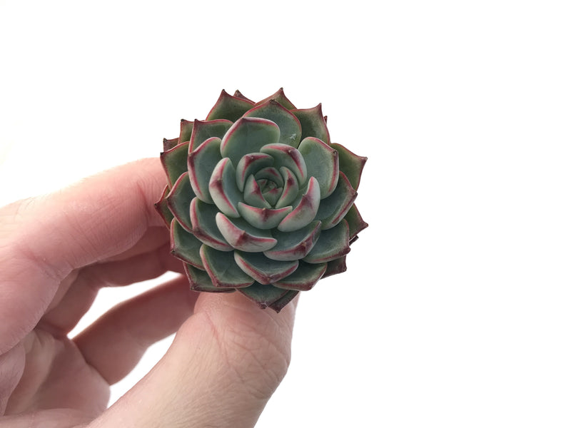 Echeveria Agavoides 'Red Bingo' New Hybrid 1"-2" Succulent Plant