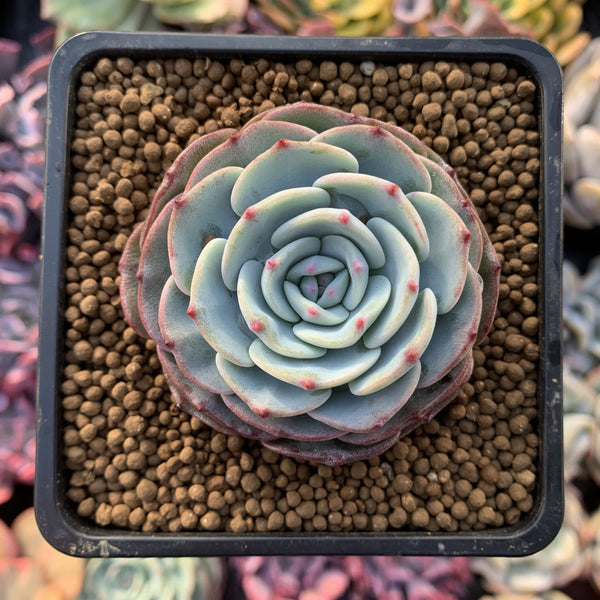 Echeveria 'Mont Blanc' 2"-3" Powdery Succulent Plant