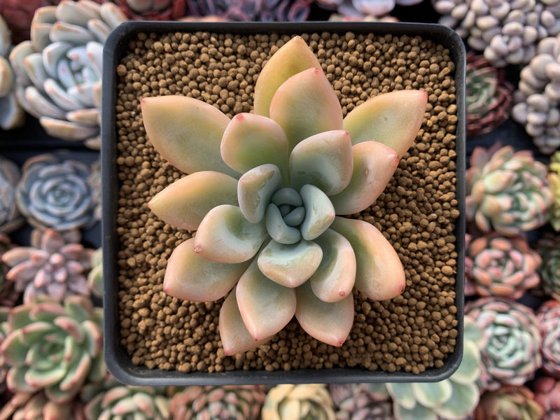 Graptoveria 'Opalina' Variegated 3" Succulent Plant