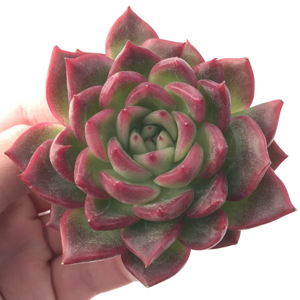 Echeveria Agavoides 'Love letter' 3" Succulent Plant