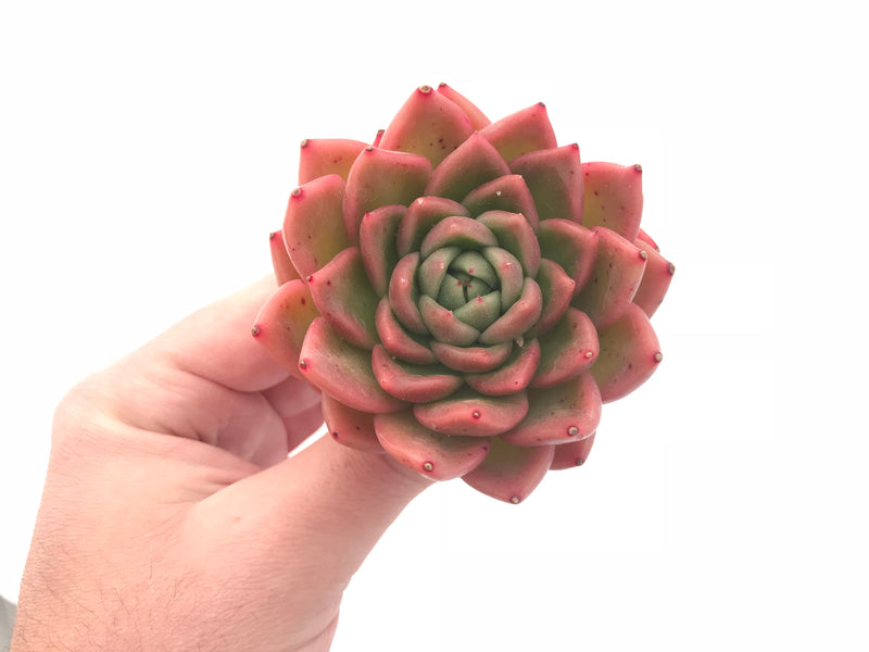 Echeveria Agavoides Gilva 3” Rare Succulent Plant