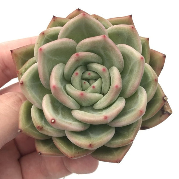 Echeveria ‘White Champagne' 2"-3" Succulent Plant