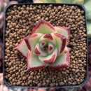 Echeveria Agavoides 'Topaz' 1" Succulent Plant