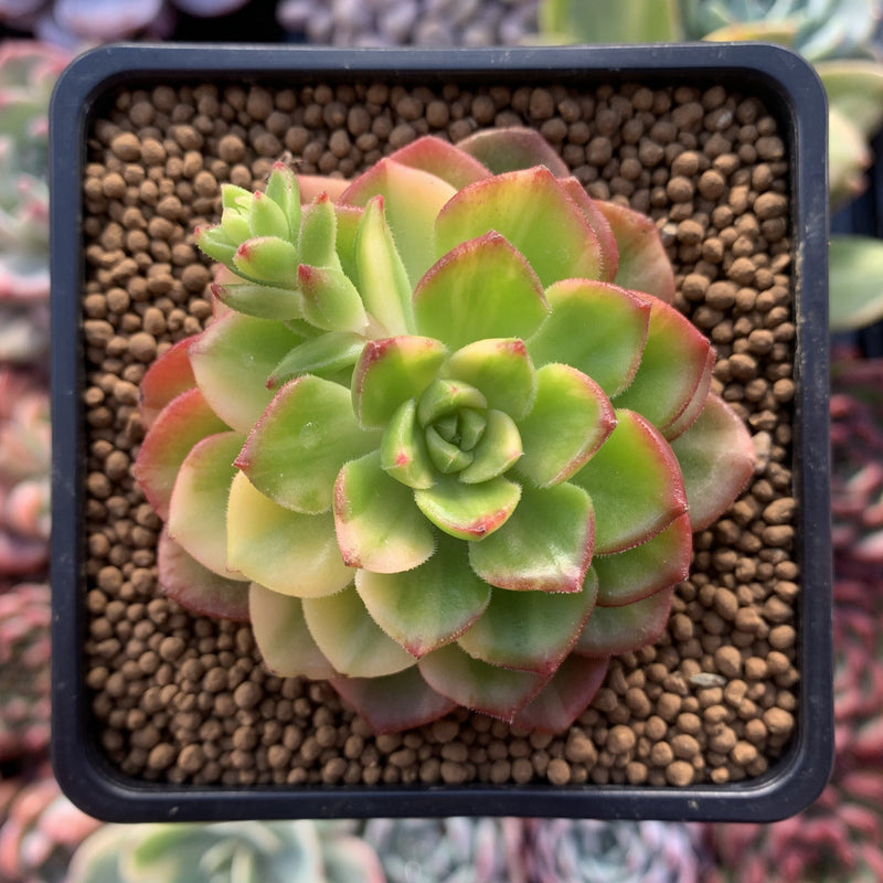 Sedeveria 'Letiza' Variegated 2" Succulent Plant