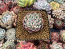 Echeveria 'Shine Bright' 1" Succulent Plant