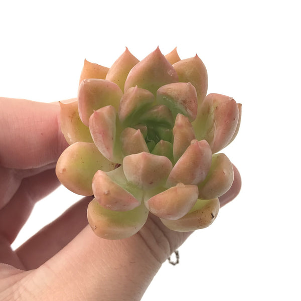 Echeveria sp. 1"-2" Succulent Plant