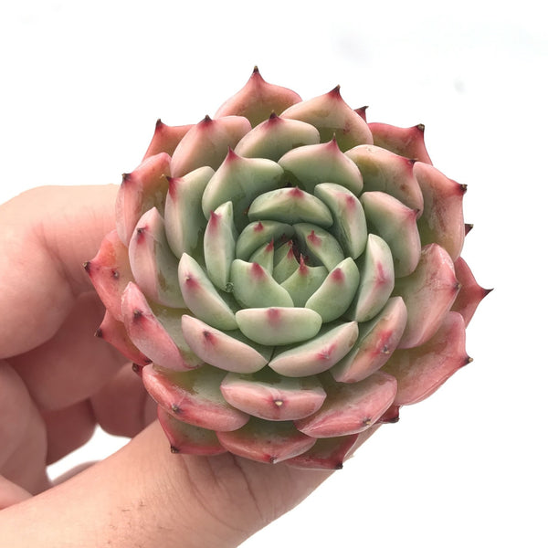 Echeveria sp. 1"-2" Succulent Plant